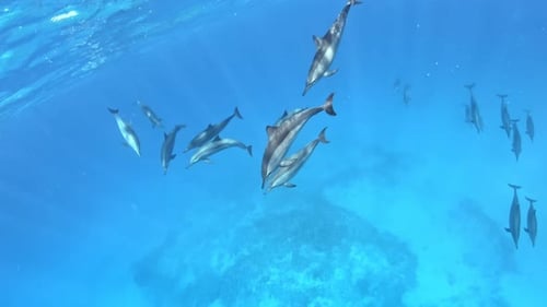 Dolphins Swimming Underwater in Clear Blue Ocean Waters