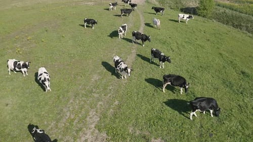 Kühe auf einer grünen Wiese. Weide der Rinder