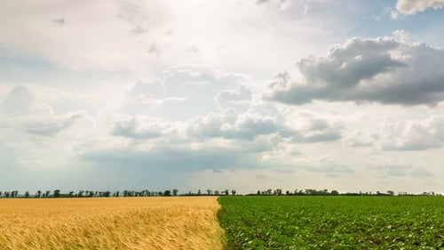Yellow Wheat Field And Green Sunflower Field, Beautiful Clouds, Timelapse