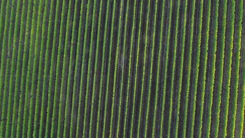 Rows of vineyards agriculture cultivation field aerial view in Langhe, Piedmont