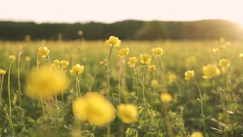Yellow Wildflowers Blooming in Meadow at Sunset