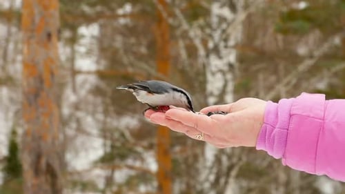 Oiseau dans les graines Hand Eat pour femmes