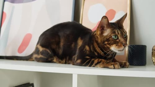 Bengal Cat Relaxing on a Shelf Indoors