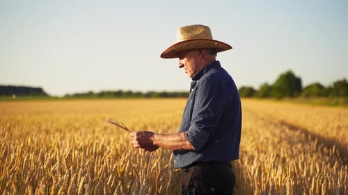 Agronomist in agriculture field.