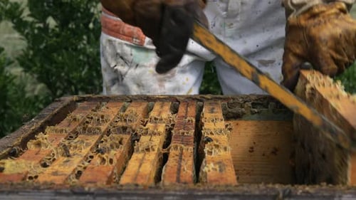 Beekeeper is working with bees and beehives