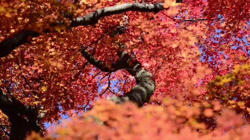 Herbst-Ahornblätter auf Ästen.