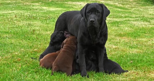 Black Labrador Retriever Bitch That Feeds Black and Brown Puppies, Normandy in France