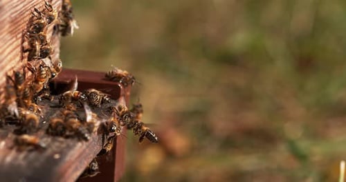 901286 European Honey Bee, apis mellifera, Bees standing at the Entrance of The Hive, Insect in Flig