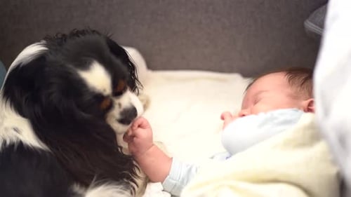 Dog Licks Hand of Sleeping Infant Gently
