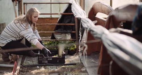 Female Gardener Working with Geranium Flowers in Greenhouse