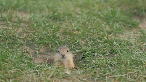 Close-up Gopher rasteja para fora de seu buraco