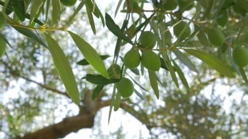 Branch of olive tree with green fruit