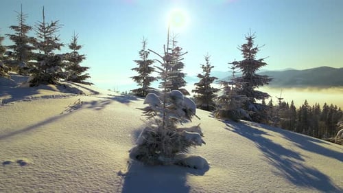 Amazing winter landscape with pine trees of snow covered forest in cold mountains at sunrise.