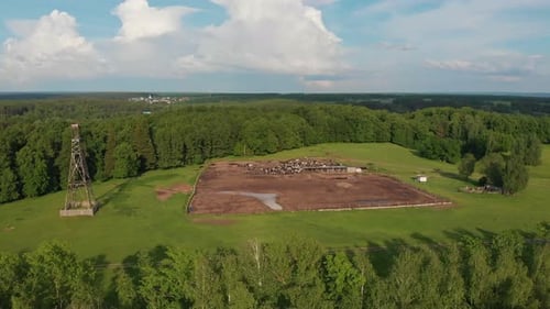 Cattle Breeding on a Large Green Field Near the Forest - Cows