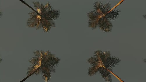 Driving Through Palm Trees