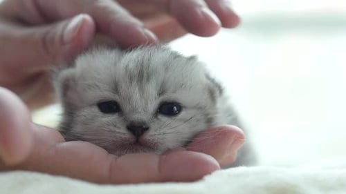 Asiatische Frau spielt mit ihrem Tabby-Kätzchen, Zeitlupe