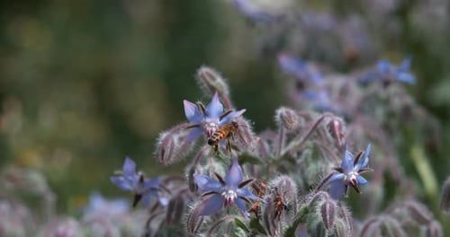 European Honey Bee, apis mellifera, Bee foraging a borage Flower, Insect in Flight, Pollination Act
