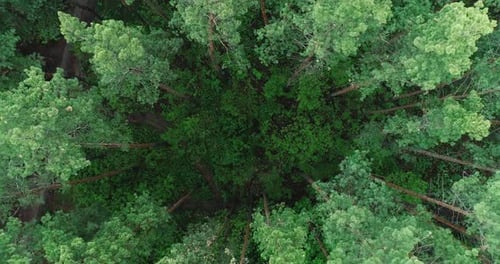 La caméra passe à travers les arbres de la forêt