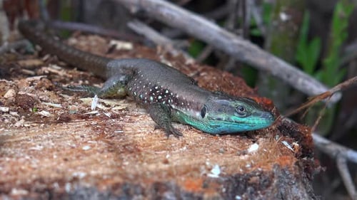 Tropische exotische Echse mit blaubrauner Haut und weißen Flecken