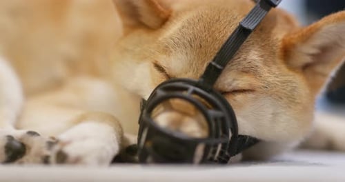 Shiba inu with muzzle