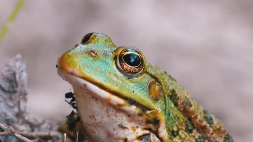 Frog Sits on the Sand Near the River Shore. Portrait of Green Toad