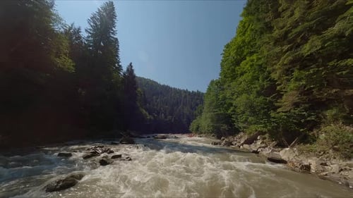 Stormy Mountain River, umgeben von Nadelwald