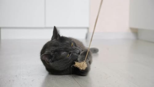 Gray Cat Playing Energetically with a Toy Indoors