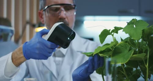Adult Man Examines Green Plant in Lab