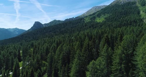 Moving Forward to Pine Woods Forest and Rocky Mountain in Summer Day
