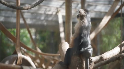 Macaque sitting on the logs in the zoo