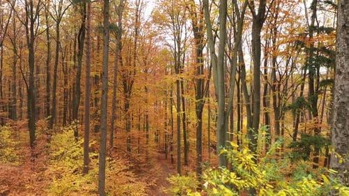 Aerial Footage Flying Slow and Close Between Autumn Trees