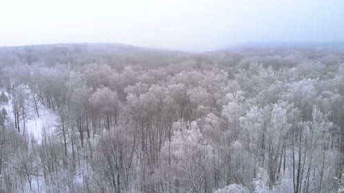 White tree branches