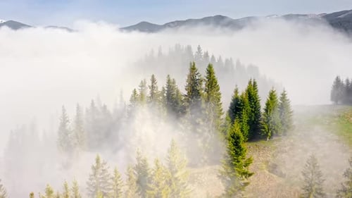 Aerial Flight Through the Morning Fog in a Mountain Forest