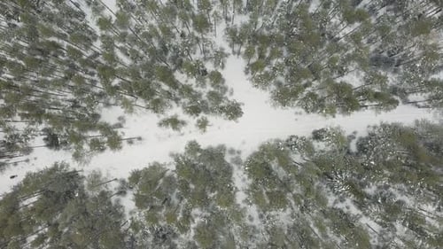 Aerial top view of a frozen forest with snow covered ground at winter