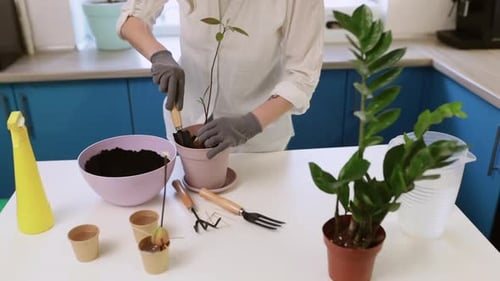 A Cute Girl Transplants a Plant at Home in Garden Gloves