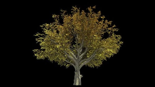 Herbstbaum isoliert