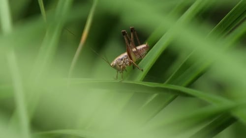 Close up shot of wild grasshopper sitting on green plants in forest during daytime