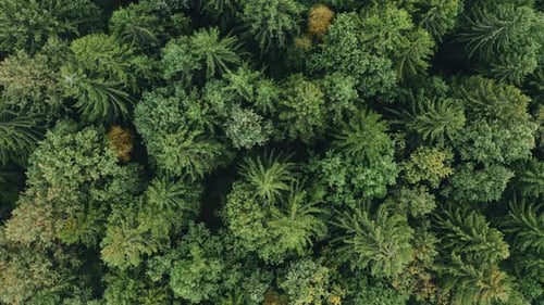 Top Down Autumn Forest, Fall Woodland Aerial Shot. Drone Fly Over Pine Trees and Yellow Treetops