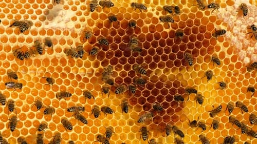 Honey