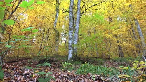 Yellow Autumn Forest Floor Covered With Dry Leaves