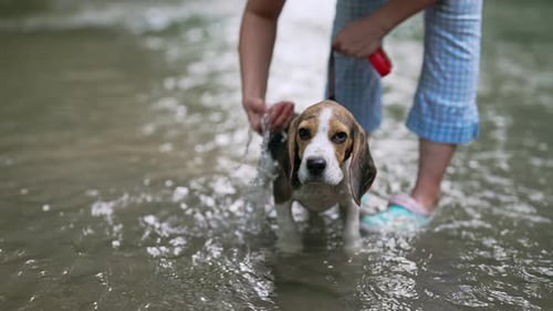Lovely Beagle Puppy in Shallow River with His Owner
