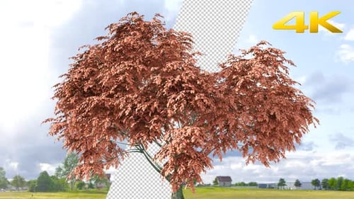 Red Oak Tree 4K