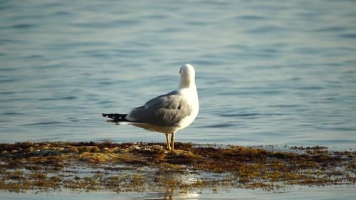 Slow Motion Closeup Shot of a Seagull on the Rock Against Calm Sea