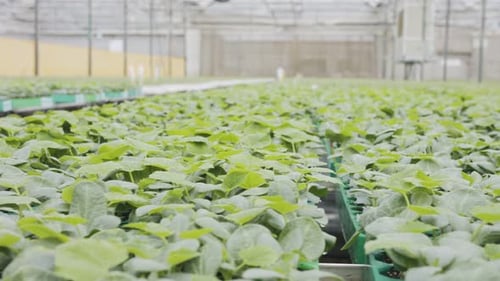 Rows of Healthy Plants Growing in Greenhouse