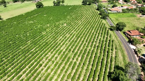 Aerial View of Expansive Coffee Plantation