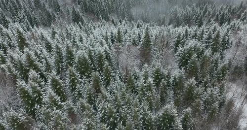 Aerial Top Drone Flight View on Spruce and Pine Forest Covered with Snow. Winter Time, Beautiful