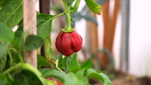 Organic Red Bell Pepper Hanging On Bush Plant Growing In Greenhouse. close up