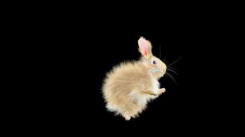 Hase: Tanzen HD