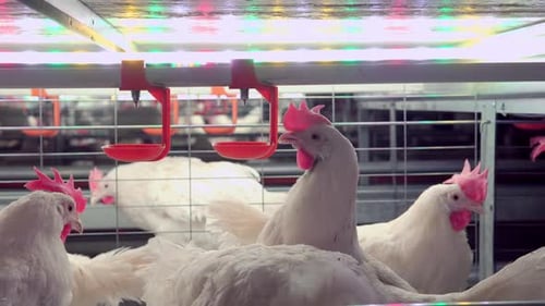 Indoors Chicken Farm