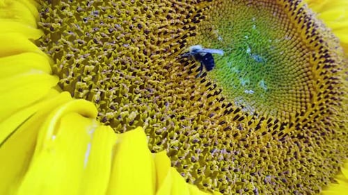 Bumblebee on Sunflower - Close Up
